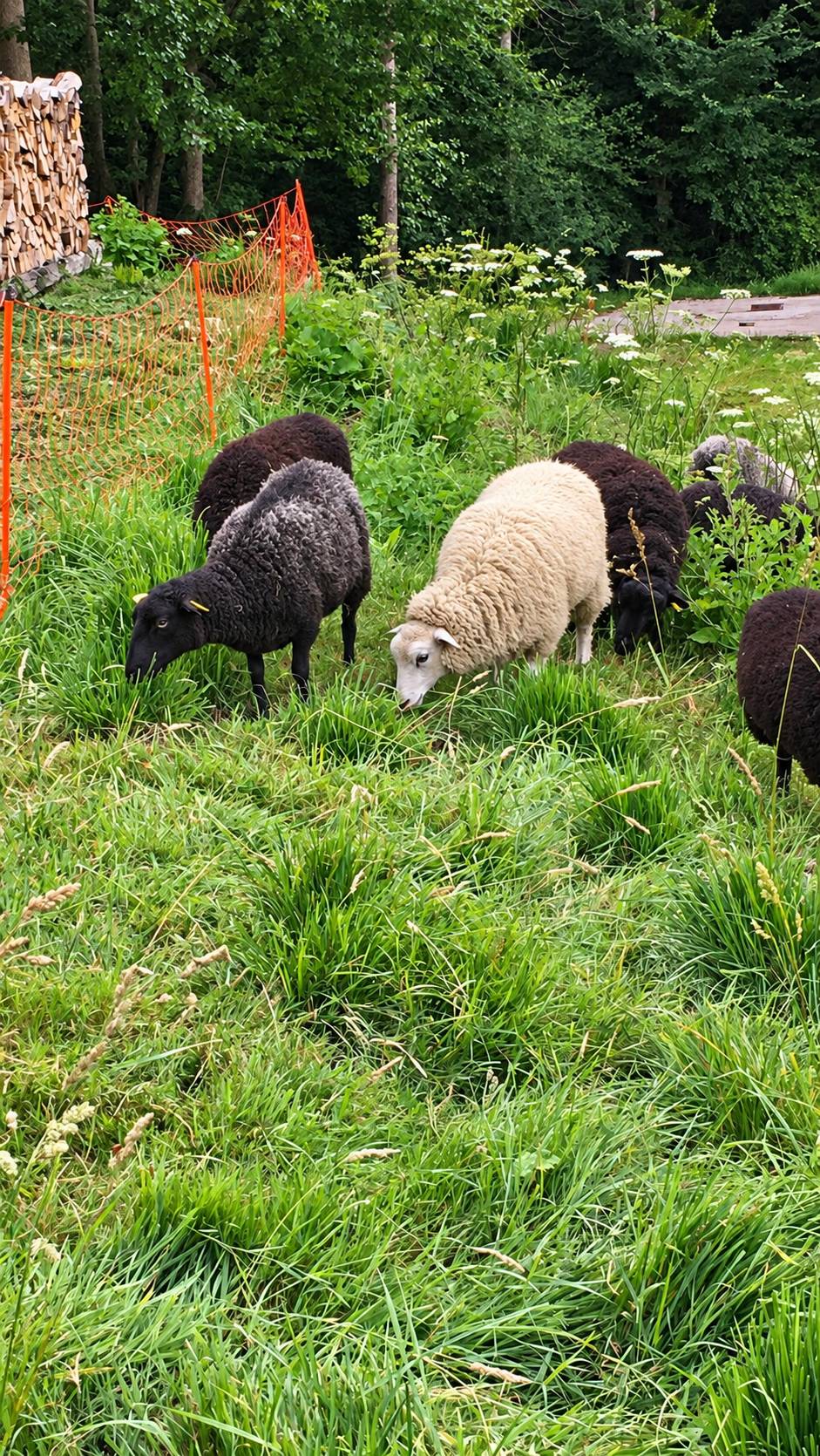 Des brebis Landes de Bretagne, noires et une blanche, broutent l'herbe haute d'un pré en lisière de forêt.