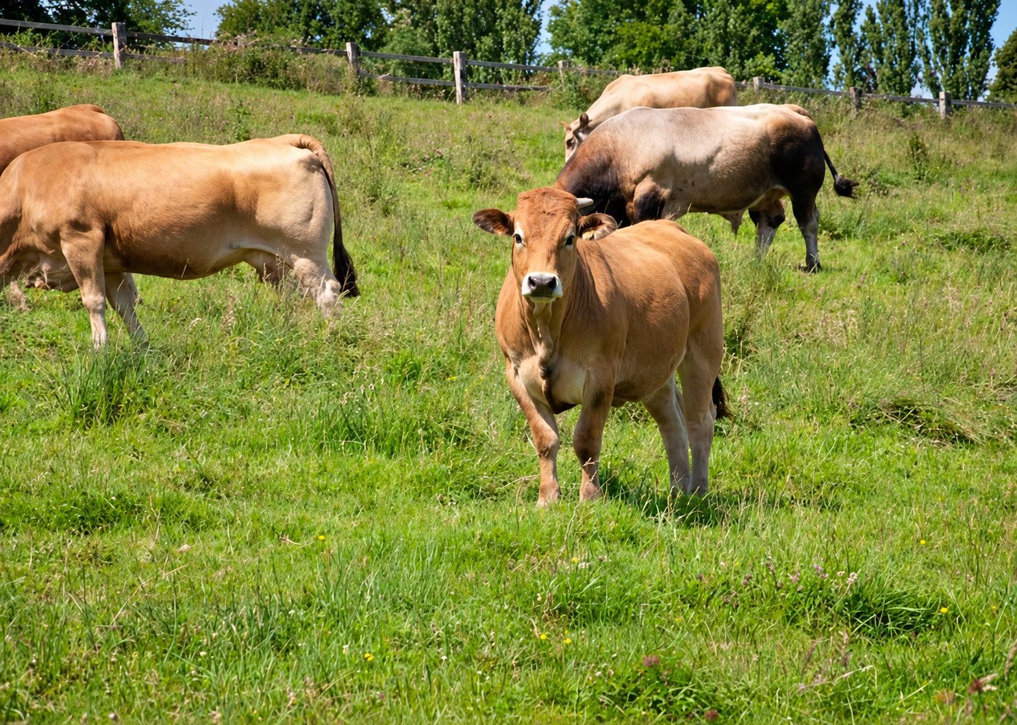 Un jeune bovin Aubrac fait face à l'objectif dans un pré, avec d'autres vaches derrière lui et une clôture en bois au fond.